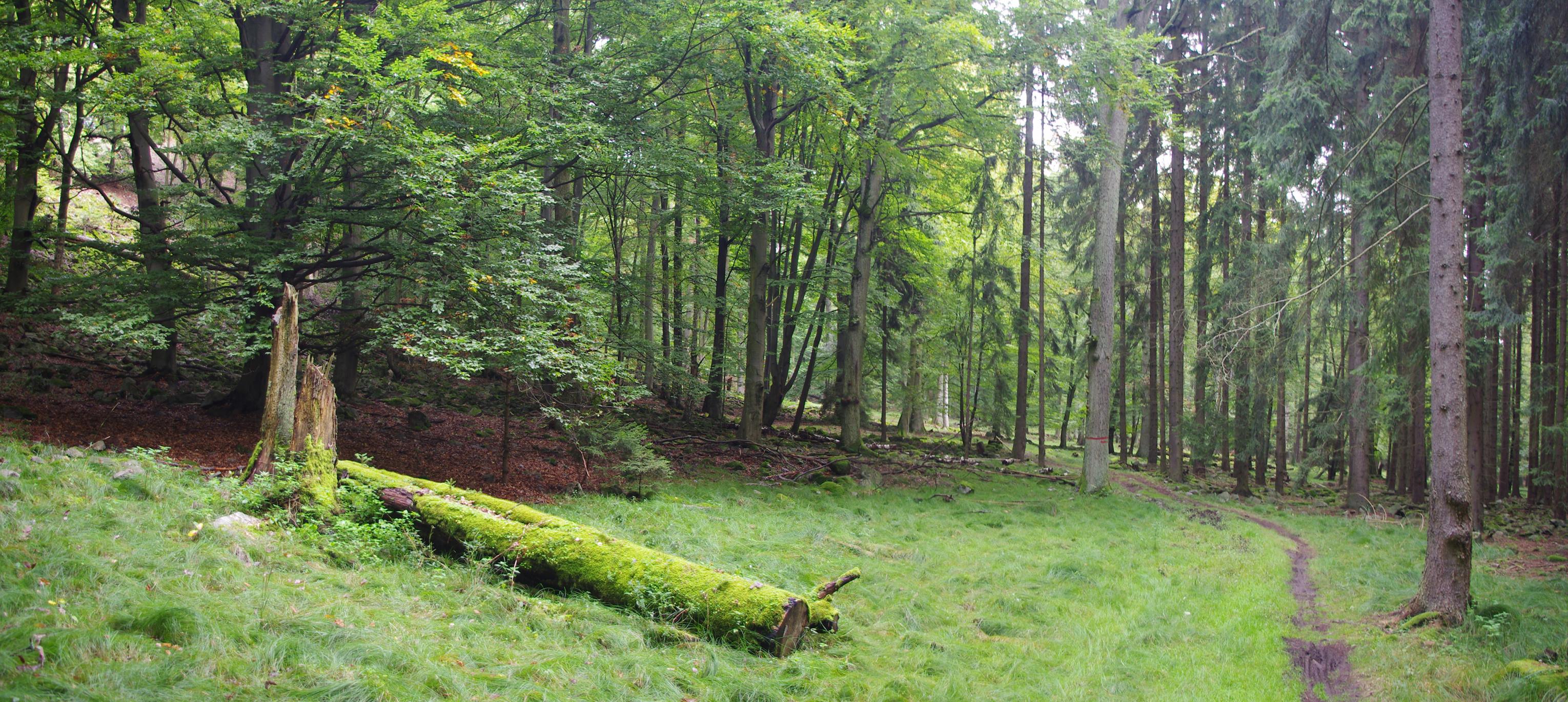 Brdmanův pařez (54 km)