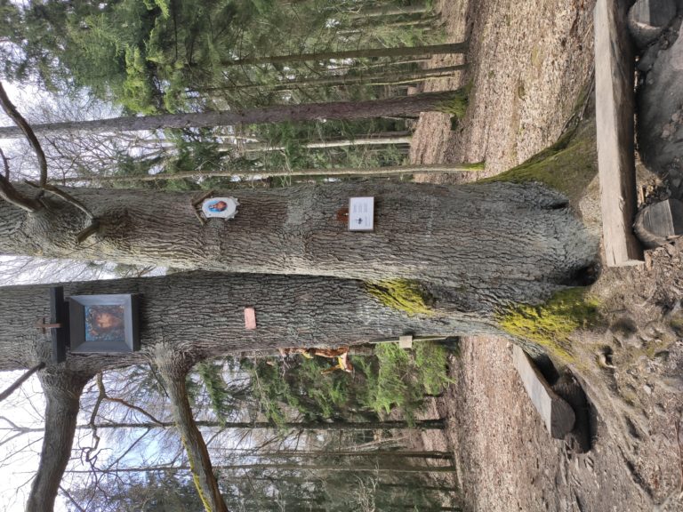 K Třebízského dubu (30 km)